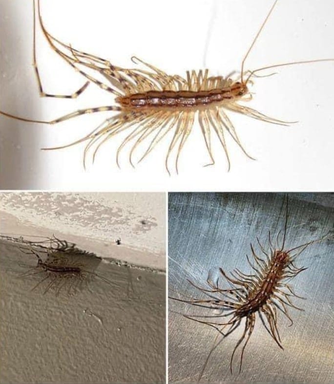 If you come across a house centipede inside your home, it is advisable not to kill it.