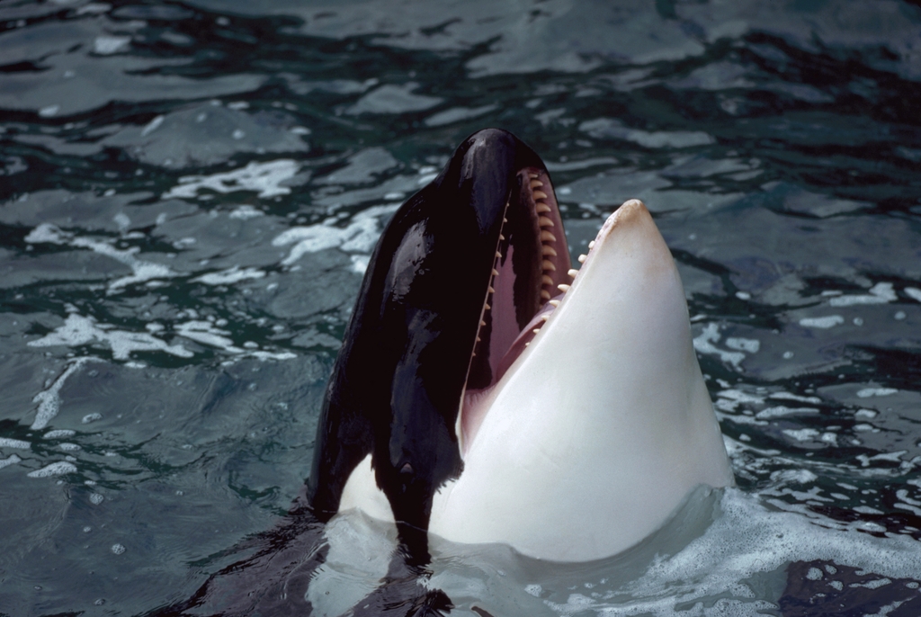 Haunting video shows final moment before orca found with dead SeaWorld trainer in its mouth