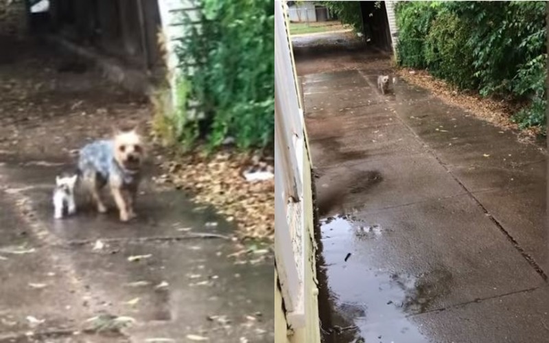 A Dog Came Across an Abandoned Kitty in Rain During a Short Break