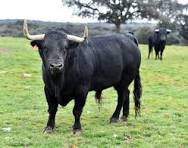 I just invested $6,500 in this registered Black Angus bull.
