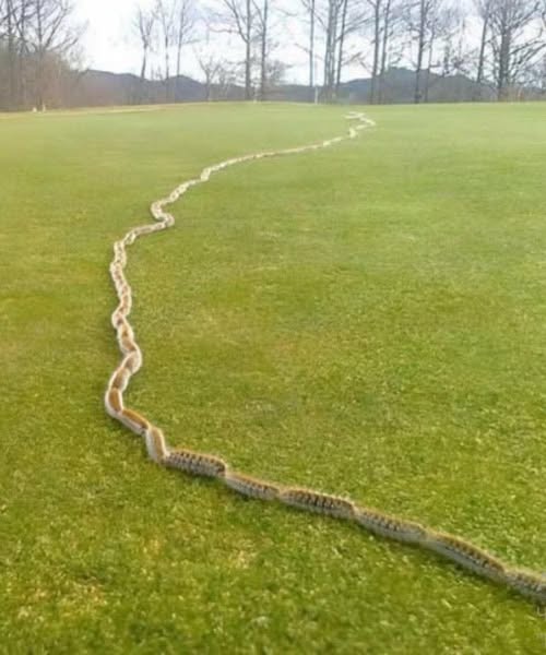 I saw something strange in the grass and thought it was just a rope, but when I looked closer, I screamed in horror!