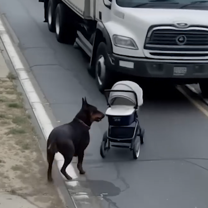 Hero Doberman Sprints to Save Baby from Oncoming Truck in Heart-Stopping Rescue
