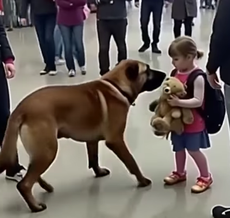 Sniffer Dogs vs. Smugglers: Dramatic Airport Showdowns