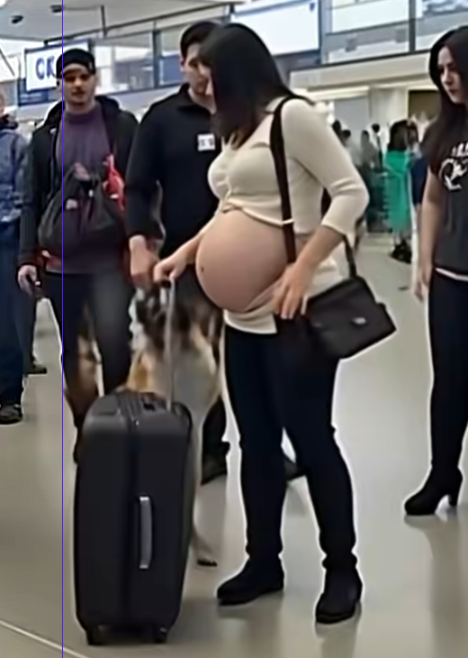 Sniffer Dog Won’t Back Down: Is This Passenger Hiding Dr*gs?