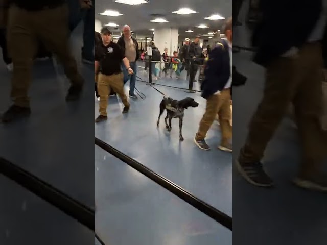 The drug sniffing dog at the Minneapolis & Las Vegas airports- caught on camera in Vegas 2022