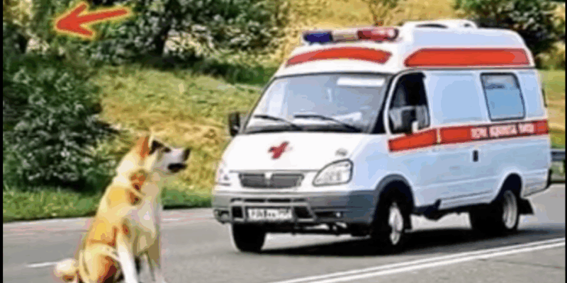 „Der Hund, der einen Krankenwagen anhielt und ein Leben rettete“