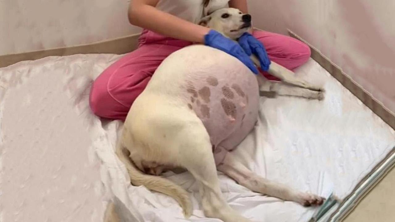 63 days pregnant and running out of options, a desperate dog showed up at my gate—what happened next will warm your heart.