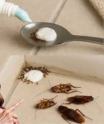 Say Goodbye to Pests: This Household Trick Repels Flies, Mosquitoes, and Cockroaches