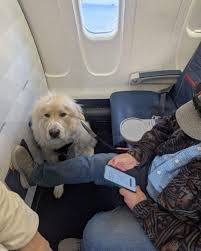 Silent Passenger on the Plane Opened Up Only After My Service Dog Sat Beside Him