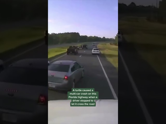 *Driver Braking for Turtle Causes Multi-Car Accident in Florida #shorts**