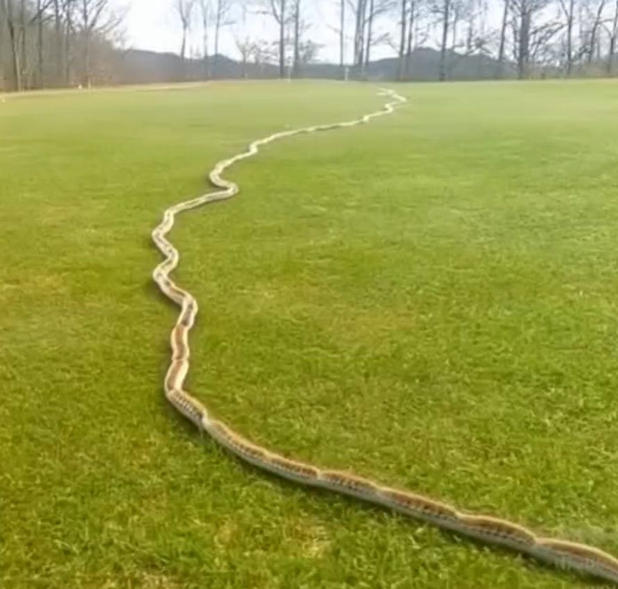 I Thought It Was Just a Rope in the Grass — Then I Looked Closer…