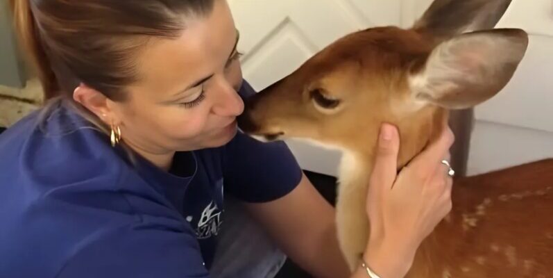 A deer came to our clinic door – but what we found around its leg made us call the police