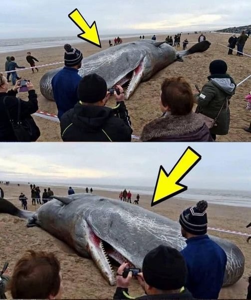 What They Found in the Stomach of This Sperm Whale Shocked the Entire World! Its Hard to Believe!