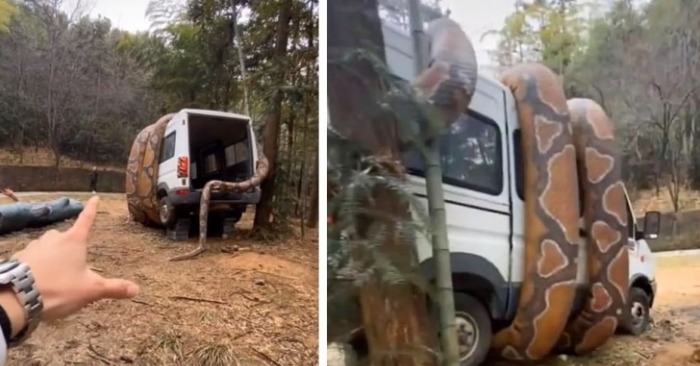 Giant Snake Stuns Park Visitors – But There’s a Twist