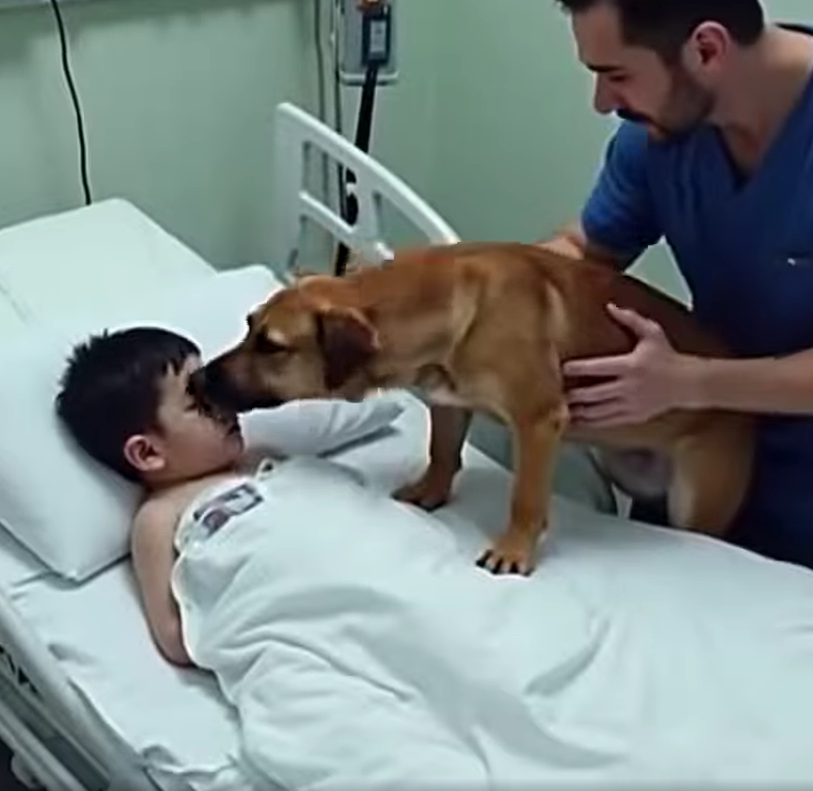 Loyal Dog Won’t Leave Injured Friend 
