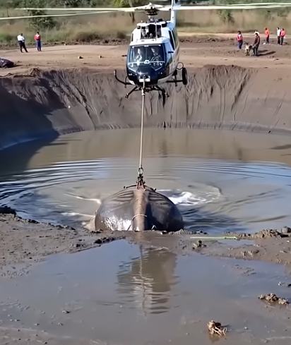 When the Sky Reached Down: A Mission to Save the Gentle Giant