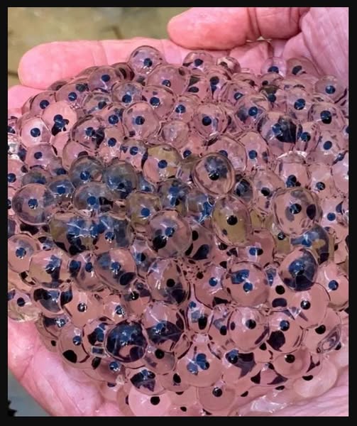 Farmer discovers strange eggs in his field – experts offer surprising explanation/