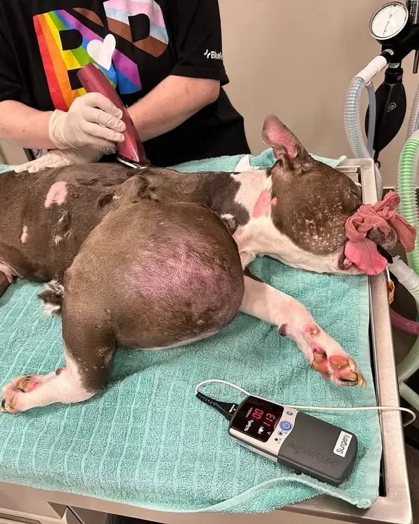 Animal shelters do incredible work