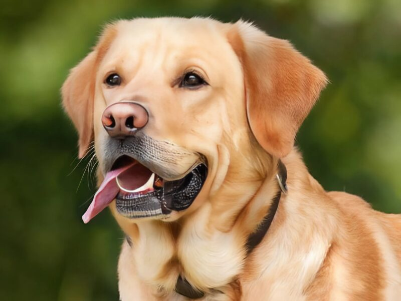 The doctors allowed the dog to enter the room to say goodbye to his owner – a few hours later, the nurse walked in and screamed in horror 4 Usa People The doctors allowed the dog to enter the room to say goodbye to his owner – a few hours later, the nurse walked in and screamed in horror