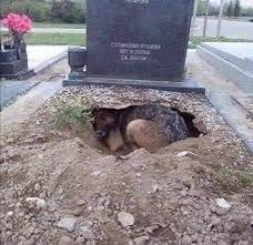 Dog laying on his owner’s grave 😭
