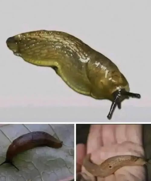 What It Really Means When a Slug Shows Up in Your Home