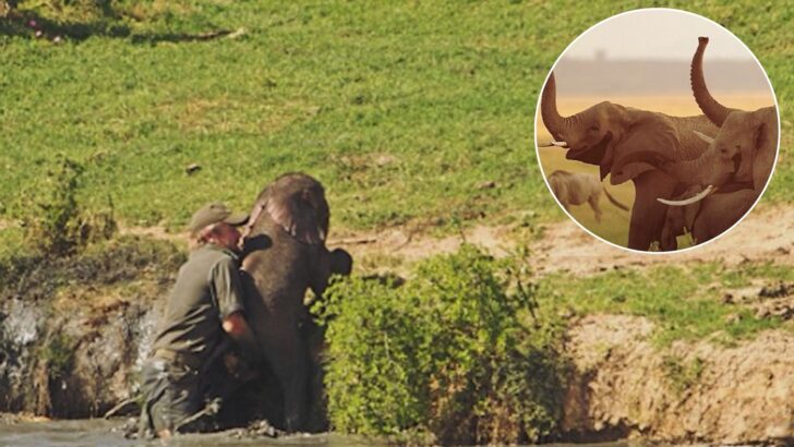 Brave Man Saves Baby Elephant From Drowning Then Gets An Emotional ‘Thank You’ From The Herd