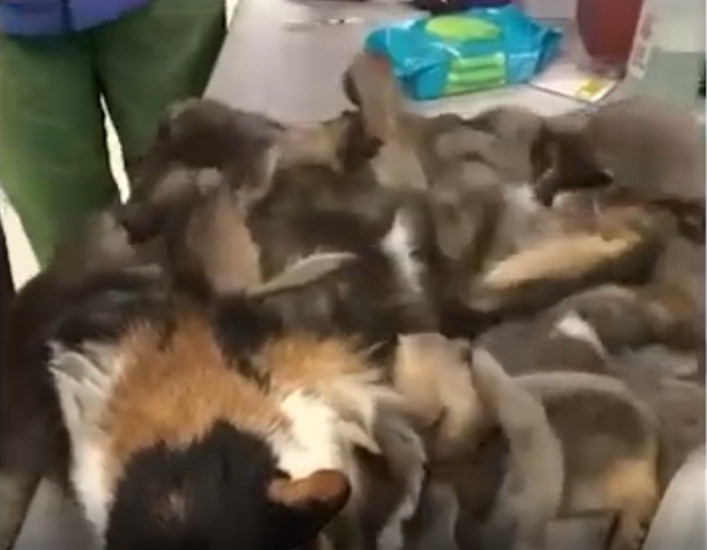 The animal found by police revealed the worst case of neglect they had ever seen — what followed broke the hearts of even the most seasoned officers and shocked the entire community.