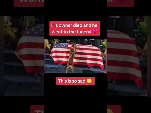 **A Heartfelt Goodbye: The Loyal Dog at His Owner’s Funeral**