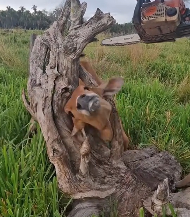 Shocking Rescue: Fawn Found TRAPPED in Tree Branches — You Won’t Believe How She Gets Out