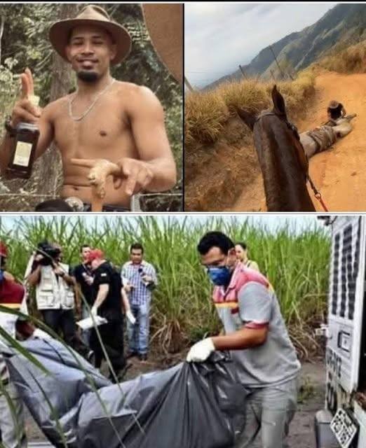 Understanding Animal Welfare: Lessons from a Disturbing Case in Bananal