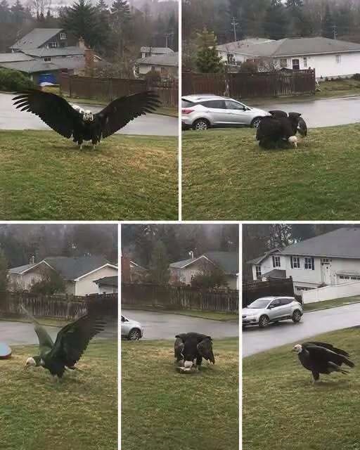 The Monster Over the Border: Why Scientists Are Terrified by the Discovery of the 10-Foot ‘Giant Eagle’