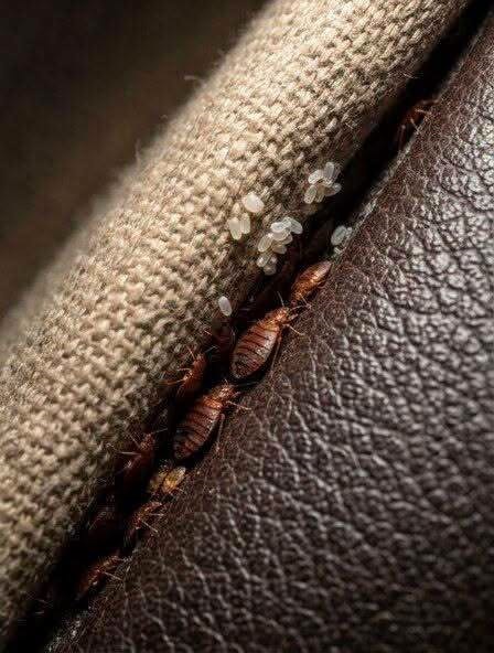 Bed Bugs: Understanding the Signs, Risks, and Effective Ways to Get Rid of Them