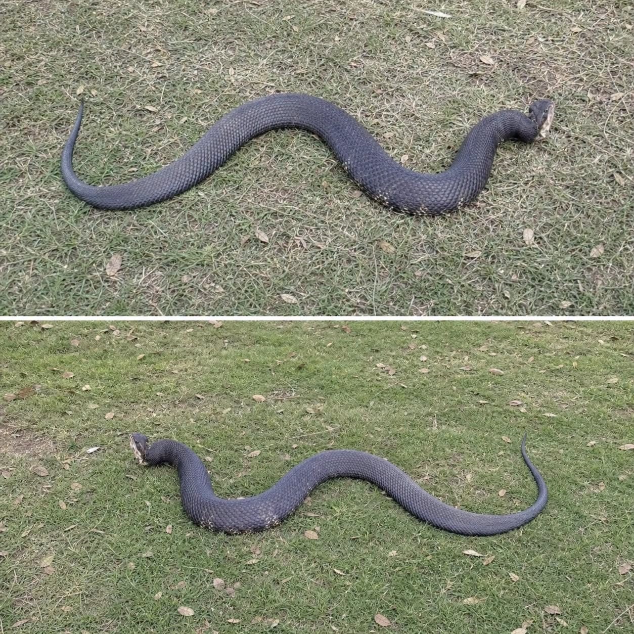 The Snake on the Grass
