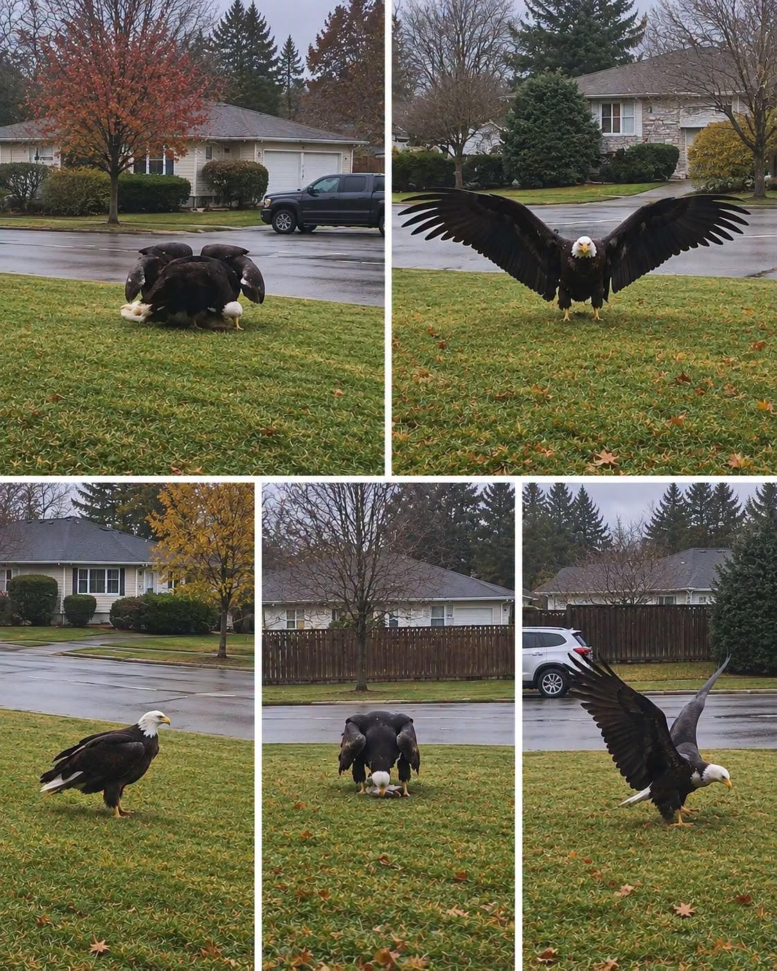 Giant Eagle captured in Bro…
