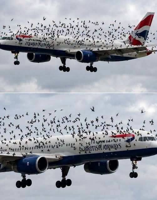 The Unbelievable Story Behind a Bird Strike Emergency Landing: What the Crew Found in Cargo