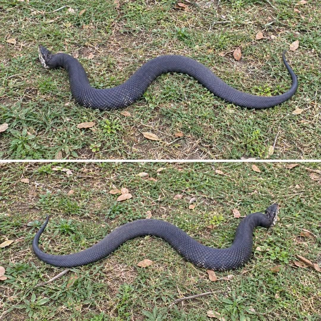 The “South” Surprise: What to Do When a Copperhead Ends Your Turkey Hunt