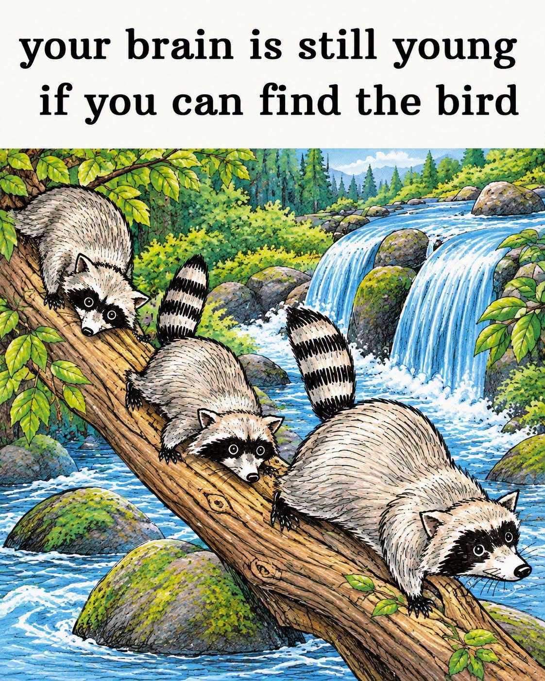 Can You Find the Hidden Bird in the Raccoon Forest?