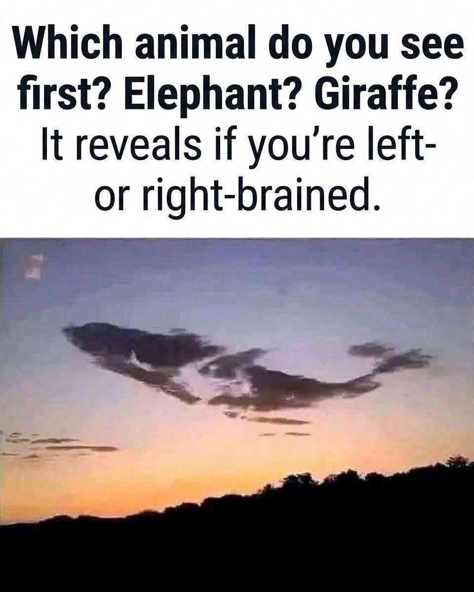 Elephant or Giraffe? The Viral Cloud Puzzle That Has Everyone Looking Twice