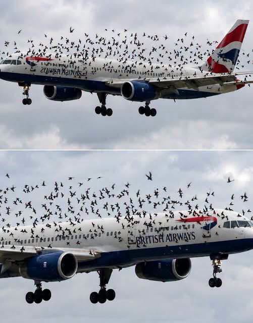 The pilot cried when he understood why the birds wouldnt leave him alone See more