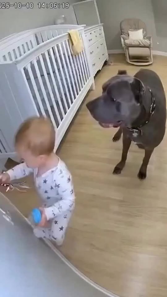 Hero Dog Saves Little Boy from Electric Shock