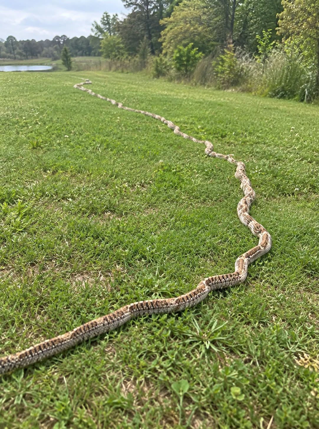 I Thought It Was Just A Rope In The Grass Until I Took One More Step-