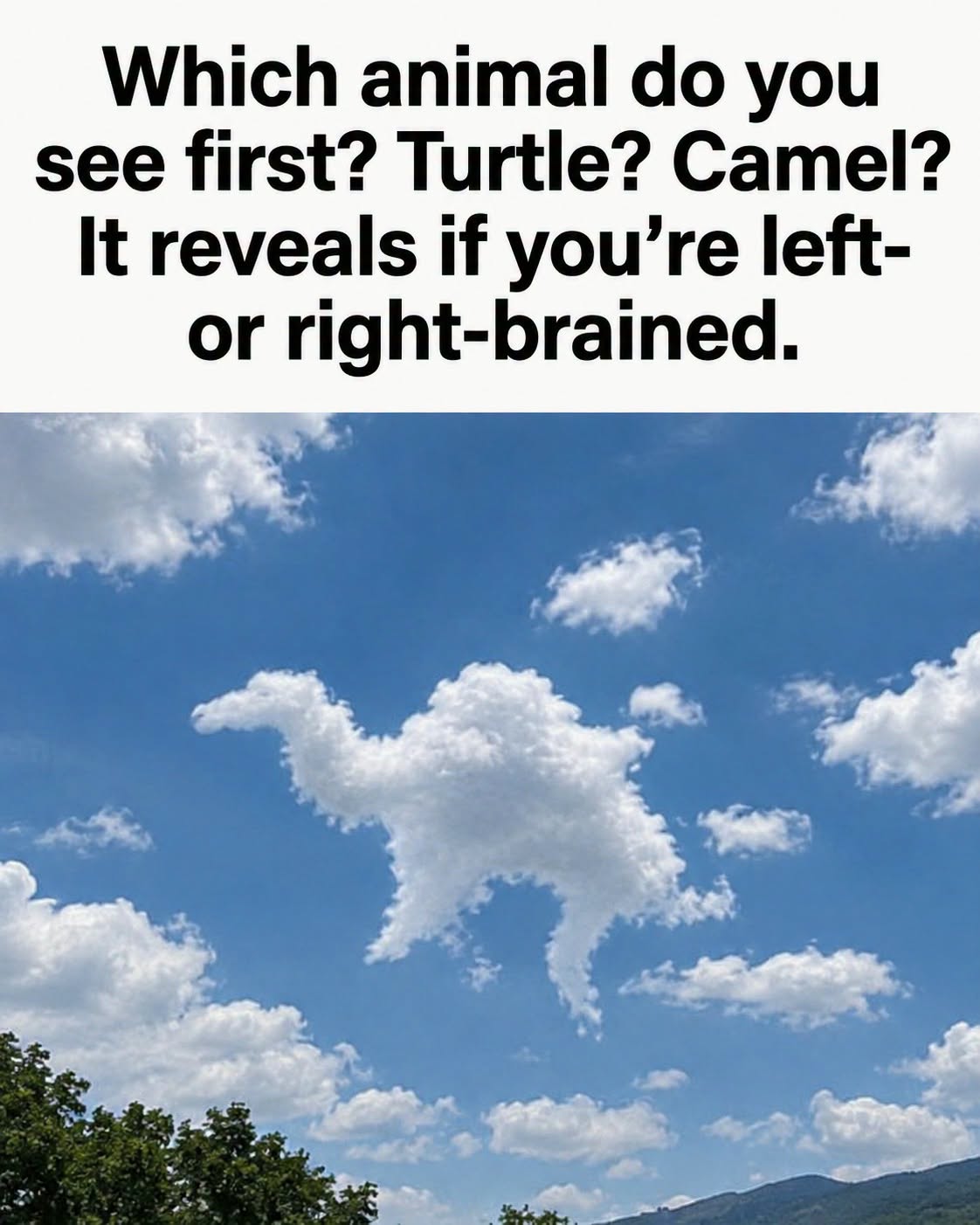 Which animal do you see first? Turtle? Camel?